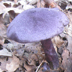 Cortinarius violaceus 'Violet Cort'